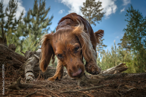 Tableau sur toile Working cocker spaniel puppy close up in a forest