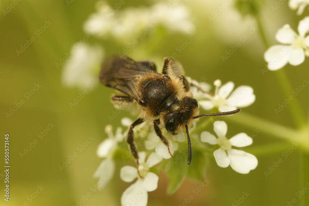 Closeup on a female Broad-faced mining bee, Andrena proxima on the white flowers of it's host plant Anthriscus sylvestris Closeup on a female Broad-faced mining bee, Andrena proxima on the white flowers of it's host plant Anthriscus sylvestris