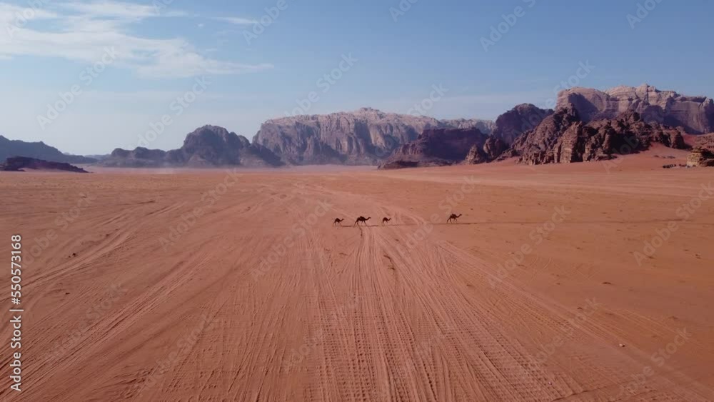 Aerial view of a camel family walking through the Wadi Rum Desert in Jordan 2 Aerial view of a camel family walking through the Wadi Rum Desert in Jordan 2