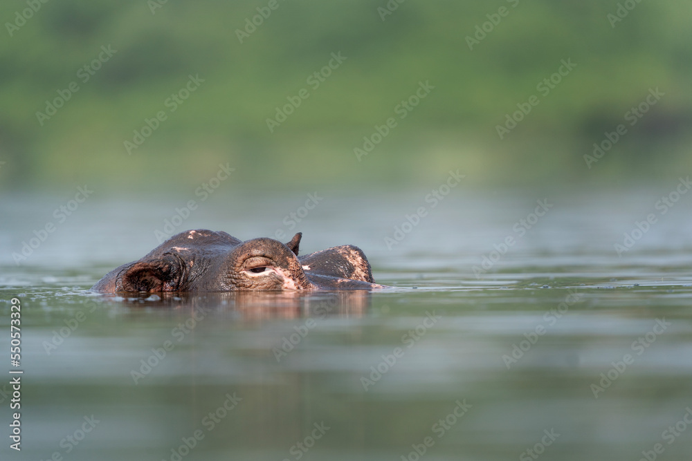 Fototapeta premium Hippopotamus in the Murchison Falls National park. Lazy hippos in the pool. Herd of fat hippos in the water. Safari in Uganda.