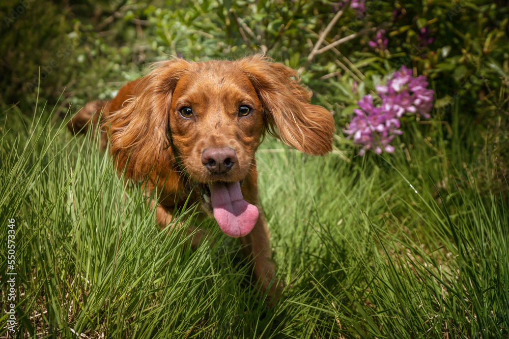 Working cocker spaniel puppy close up in a forest Working cocker spaniel puppy close up in a forest