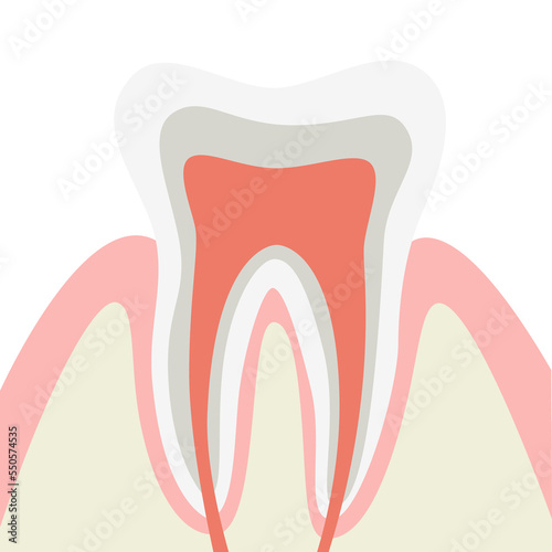 Human tooth structure vector diagram. Cross section scheme representing tooth layers enamel, dentine, pulp with blood vessels and nerves, cementum, and structures. Dental anatomy concept. Flat vector