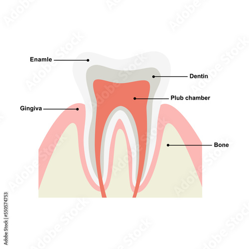 Human tooth structure vector diagram. Cross section scheme representing tooth layers enamel, dentine, pulp with blood vessels and nerves, cementum, and structures. Dental anatomy concept. Flat vector