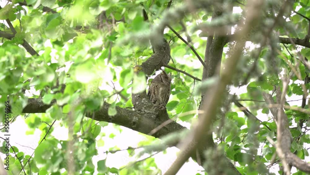 Eurasian scops owl in the Rhodope mountains. rare scops owl during spring call. Bulgaria nature. Eurasian scops owl in the Rhodope mountains. rare scops owl during spring call. Bulgaria nature.