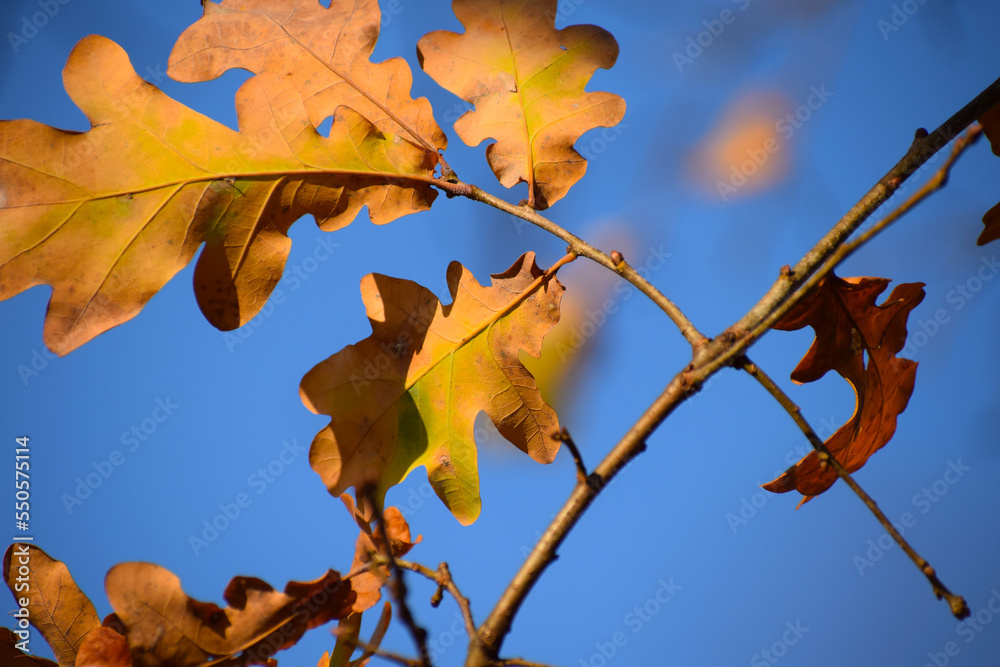 Fototapeta premium First snow winter is coming