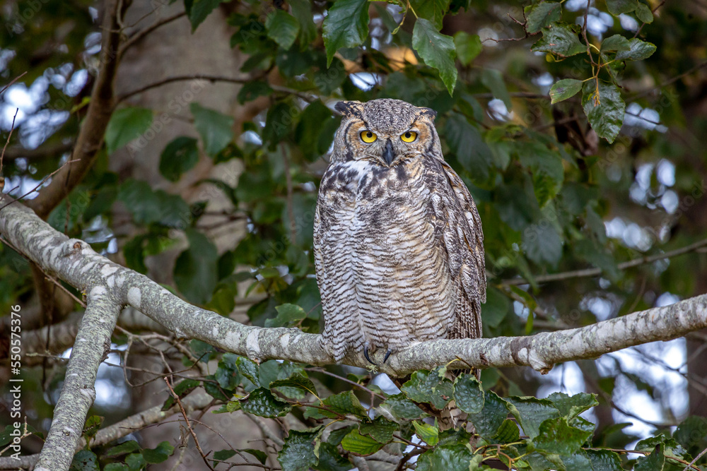 Obraz premium The great horned owl sitting on a branch, also known as the tiger owl, or the hoot owl, is a large owl native to the Americas