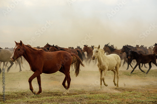 Foto horses in the field