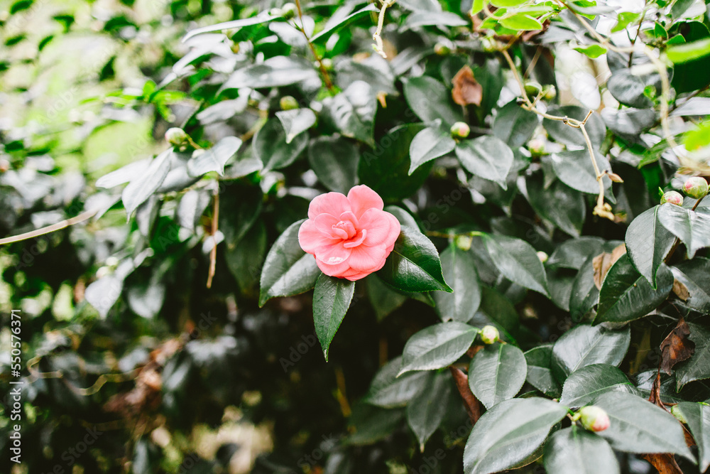 Tree of Camellia(Dongbaek) arboretum in jeju island, korea Tree of Camellia(Dongbaek) arboretum in jeju island, korea