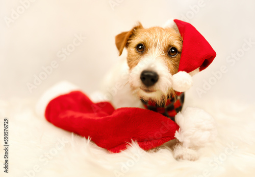 Cute funny happy christmas new year santa pet dog. Holiday background or christmas card with copy space.