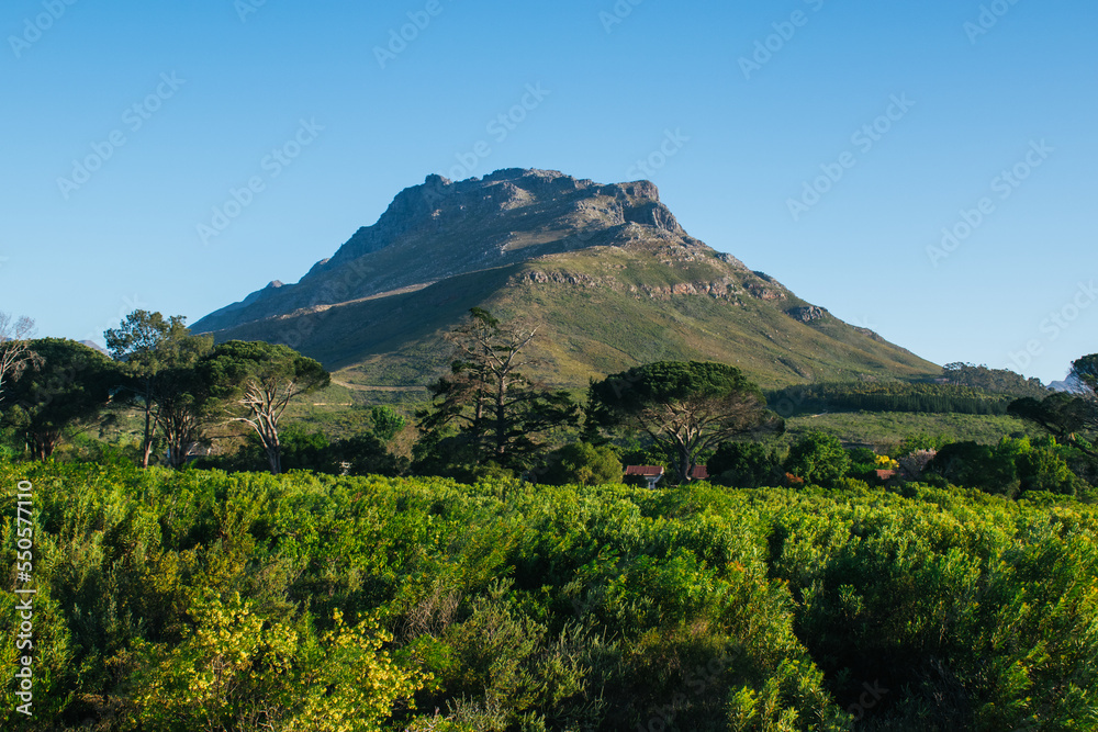 Fototapeta premium landscape with green trees in foreground and mountain range in back round with clear blue sky