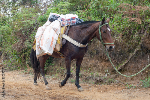 caballo arriero colombiano photo