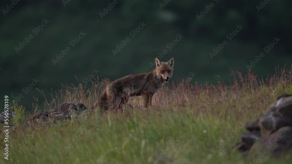 Red fox walking over the meadow. The fox searching for food. European nature. Canin predator slowly walks among the stones. Red fox walking over the meadow. The fox searching for food. European nature. Canin predator slowly walks among the stones.