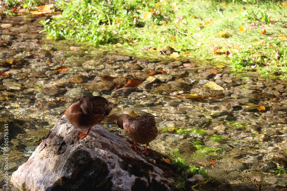 Mallard ducks in a river and colorful autumn leaves. Selective focus. Mallard ducks in a river and colorful autumn leaves. Selective focus.