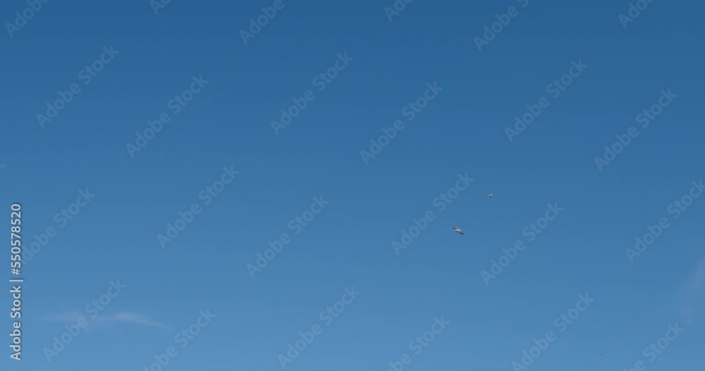 A flock of white seagulls flies high in the blue sky A flock of white seagulls flies high in the blue sky