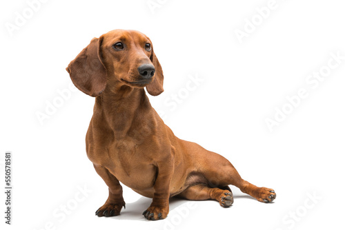 red dachshund dog isolated over white background. photo