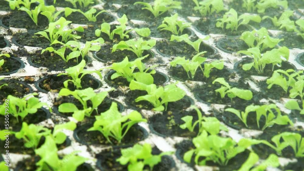 Watering of Young Lettuce Leaves in a Greenhouse Complex.Industrial Cultivation of Lettuce and Vegetables in a Greenhouse.Agricultural Industry. Farming and Small Business.Organic Food. Watering of Young Lettuce Leaves in a Greenhouse Complex.Industrial Cultivation of Lettuce and Vegetables in a Greenhouse.Agricultural Industry. Farming and Small Business.Organic Food.