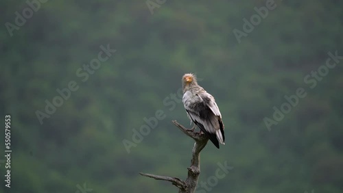 Egyptian vulture in the Rhodope mountains. White scavenger vulture is observing in the mountains. Bulgaria nature.  photo