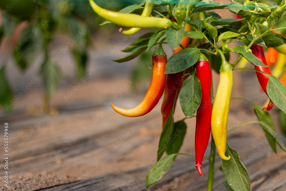 Chilli pepper garden concept, organic chillies vegetable planting in farm countryside, red and green fruit peppers on stem for harvesting
