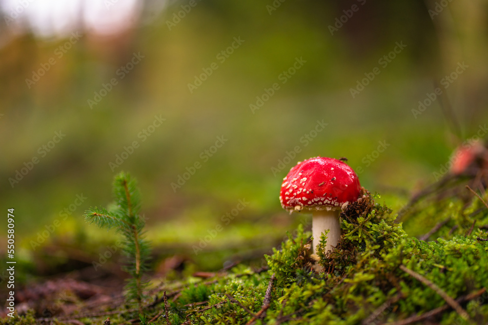 fly agaric mushroom in the forest fly agaric mushroom in the forest