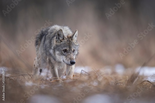 Fototapeta Naklejka Na Ścianę i Meble -  wilk wolf canis lupus
