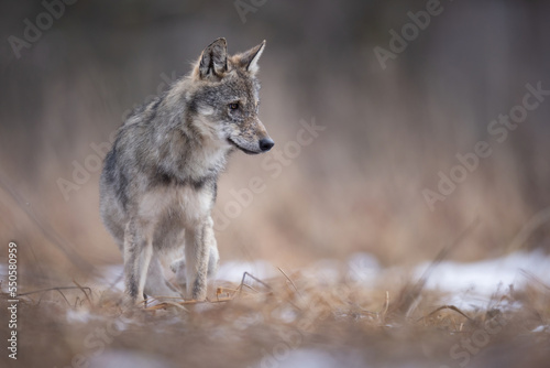 wilk wolf canis lupus