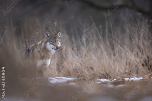 wilk wolf canis lupus