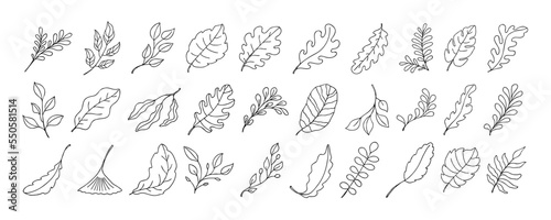 Leaves vector sketch set. Hand drawn decorative elements © crafftiss