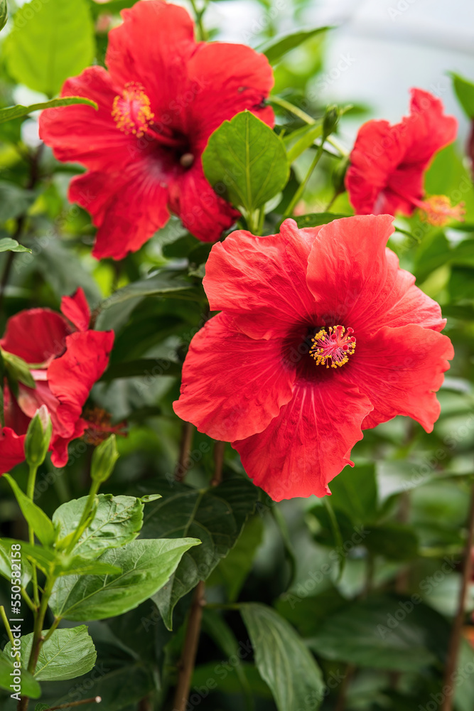 Red hibiscus flower on a green background. In the tropical garden. Red hibiscus flower on a green background. In the tropical garden.