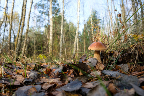 Autumn birch grove and bolete. Sunny morning. 