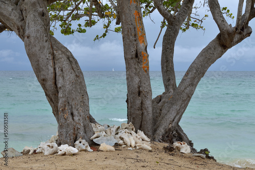 Looking through the branches of a West Indian Almond Tree  Terminalia catappa  at a sailboat  conch shells at the base of the tree