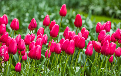 Fototapeta Naklejka Na Ścianę i Meble -  Colourful Tulips