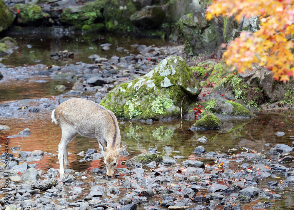 Sika Deer Roaming and Feeding at Autumn Field, Nara Public Park, Nara
