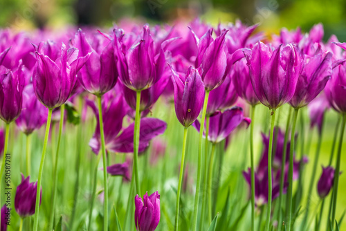 Colourful tulips © Distinguished Shots