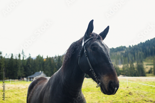 Horse on nature. Portrait of a horse, black horse. 
