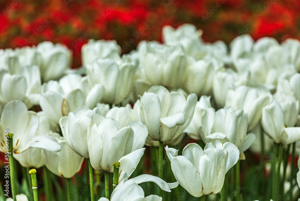 Obraz premium Colourful tulips