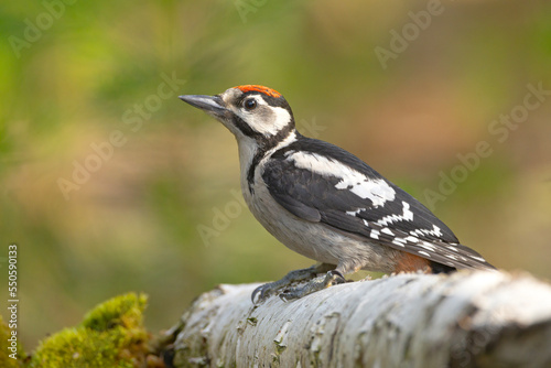 Fototapeta Naklejka Na Ścianę i Meble -  Dzięcioł duży (Dendrocopos major)