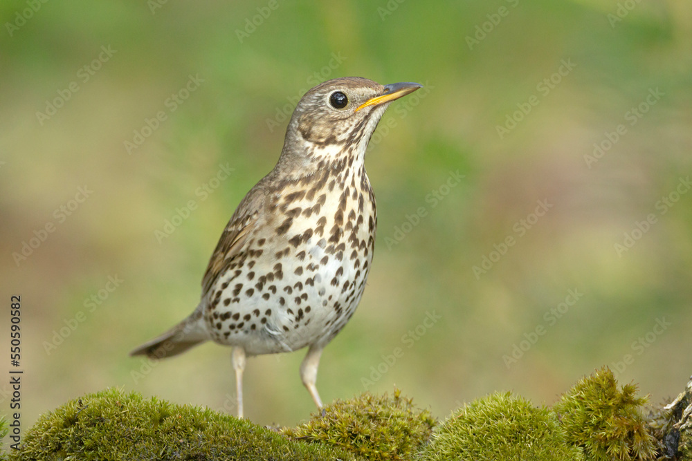 Śpiewak (Turdus philomelos) Śpiewak (Turdus philomelos)
