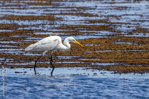 Egret on Lake Moondarra, Mount Isa Queensland, Australia photo