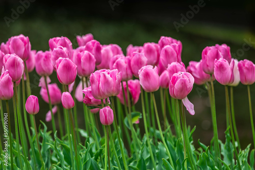 Colourful tulips