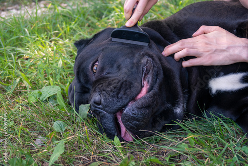 Brushing big black dog for unwanted hairs outdoor. Cane corso head. Selective focus.