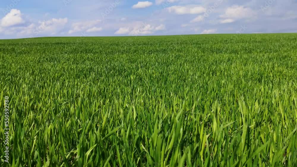 Young winter wheat in the field. Green sprouts of wheat on field shakes wind. Life concept, growing sprouts Green grass on field. Saplings of young shoots on field in spring. Grow food Young winter wheat in the field. Green sprouts of wheat on field shakes wind. Life concept, growing sprouts Green grass on field. Saplings of young shoots on field in spring. Grow food