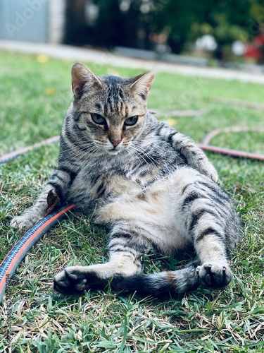 Vertical shot of a cat slouching on a grass ground