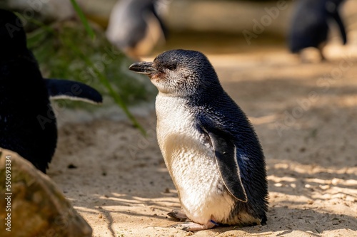 Closeup of a little blue penguin, Eudyptula minor. photo