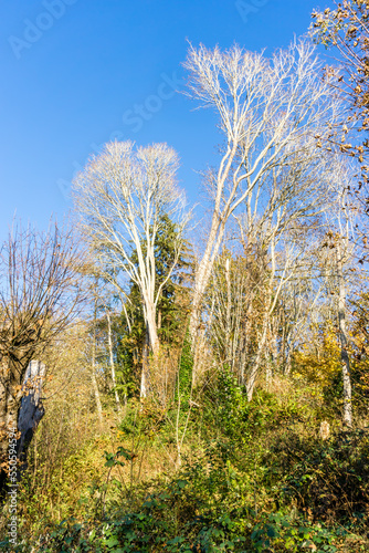 Brenaches Reaching Up photo