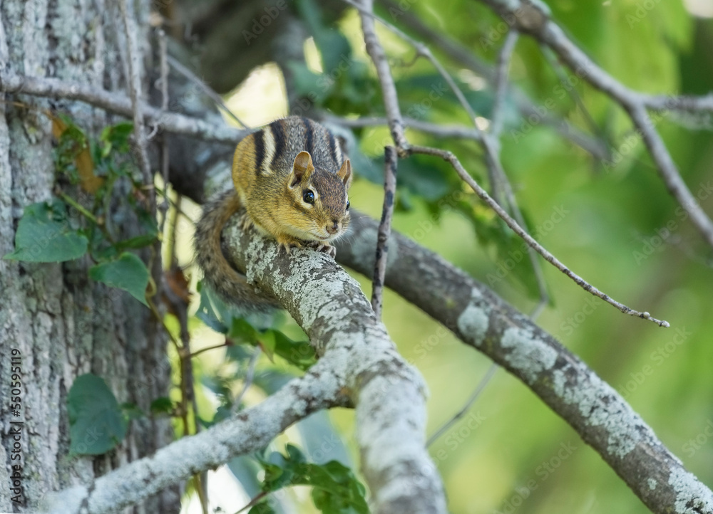 Chipmunk in a tree