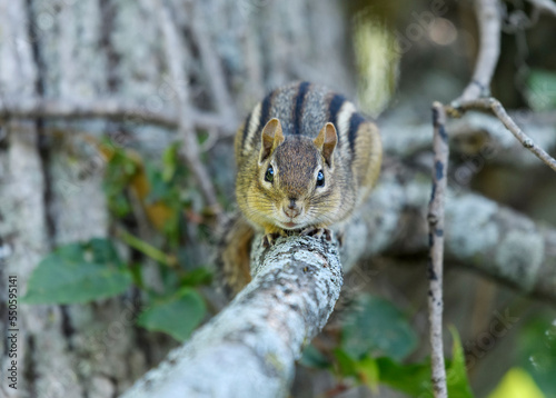 Chipmunk approaching on a branch