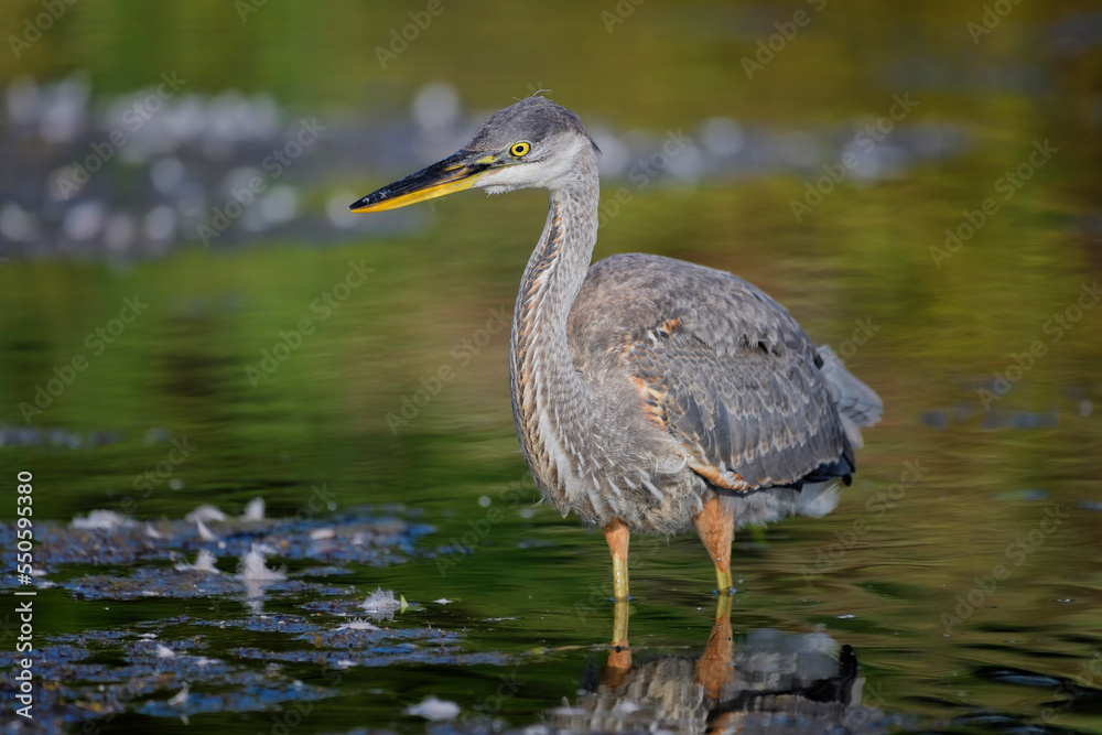Juvenile Great Blue Heron Juvenile Great Blue Heron