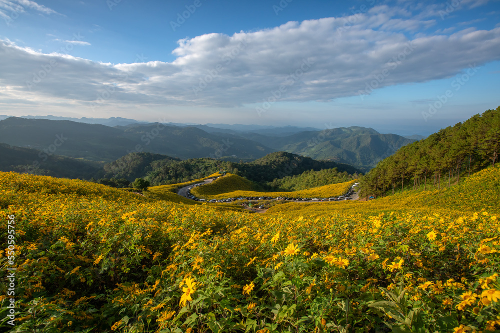 The beautiful of Mexican sunflower field in full bloom at the Bua Tong Field, Mae Hong Son  province, northern of Thailand.
