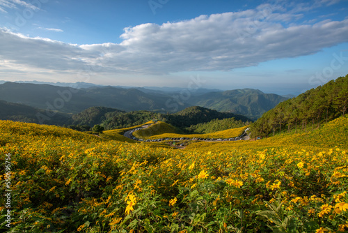 The beautiful of Mexican sunflower field in full bloom at the Bua Tong Field, Mae Hong Son province, northern of Thailand.