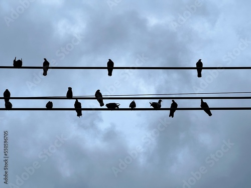 Wallpaper Mural birds on wire Torontodigital.ca